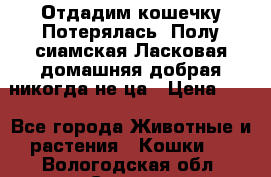 Отдадим кошечку.Потерялась. Полу сиамская.Ласковая,домашняя,добрая,никогда не ца › Цена ­ 1 - Все города Животные и растения » Кошки   . Вологодская обл.,Сокол г.